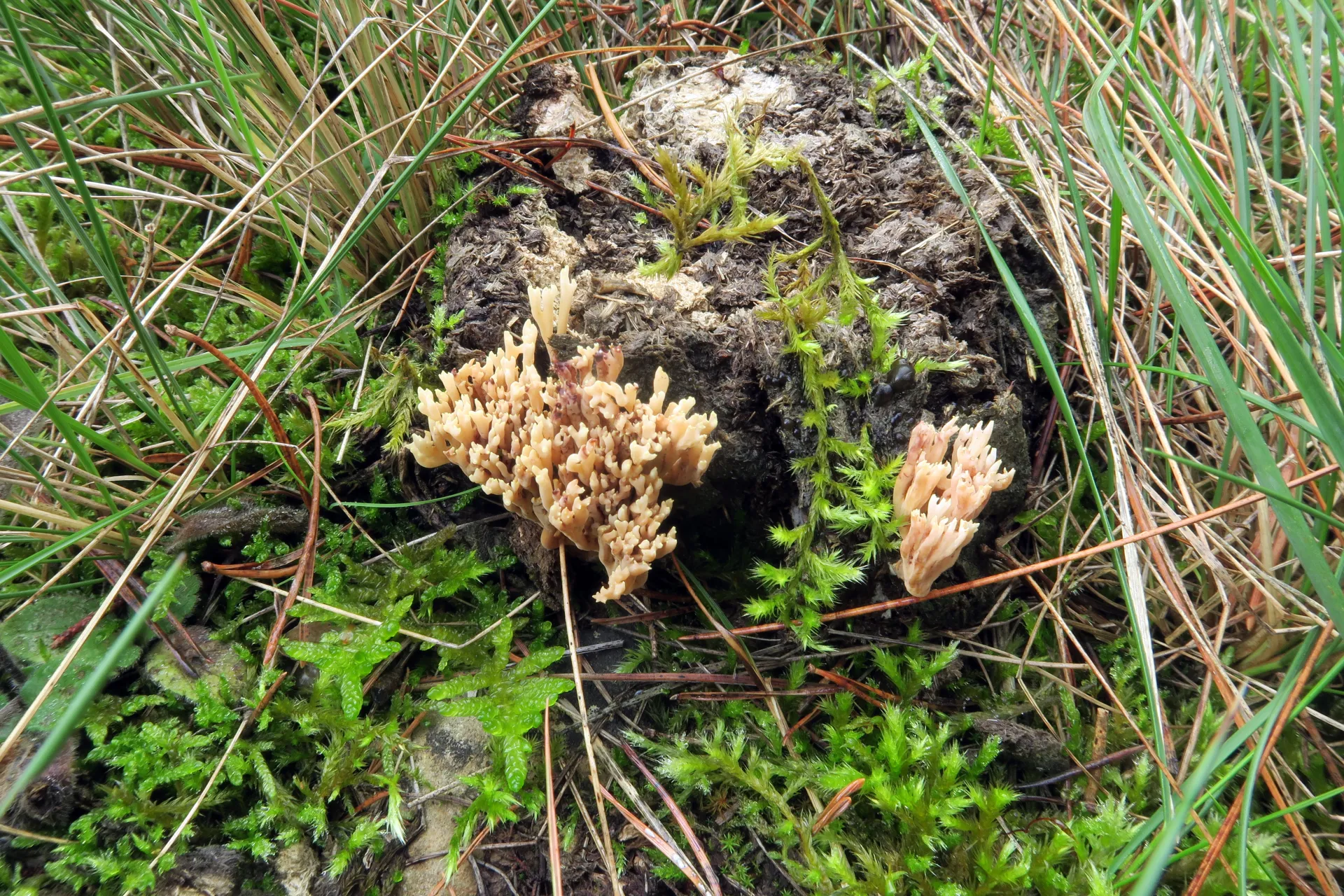 Ramaria paraconcolor - 1 - IMG_4636